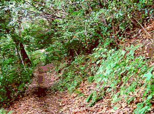 高尾山自然研究路２号路