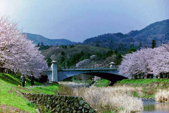 陵南公園の春