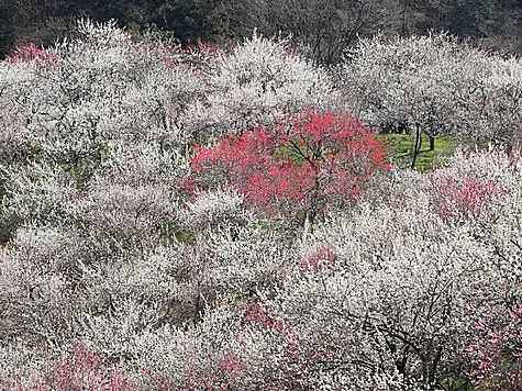 高尾梅郷梅まつり