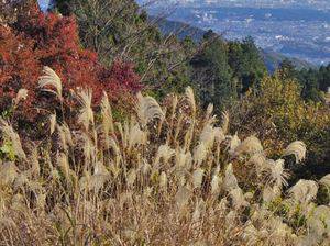 高尾山紅葉情報