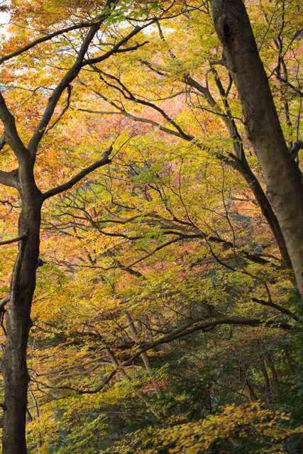 高尾山紅葉情報