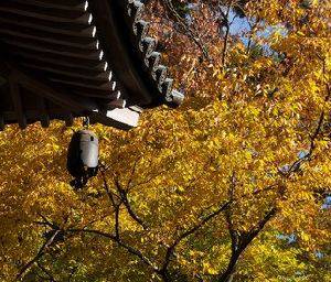 高尾山の紅葉