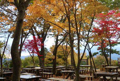 高尾山紅葉情報