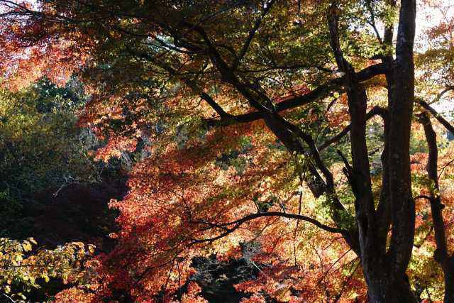 高尾山の紅葉