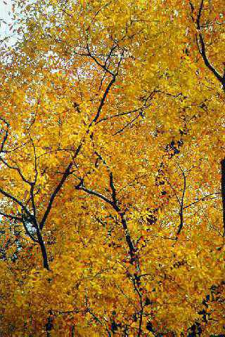 高尾山の紅葉