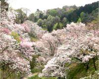 高尾山　多摩森林科学園の桜