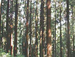 高尾山の杉林