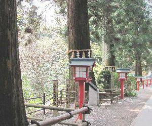 高尾山杉の道