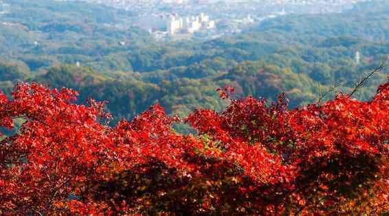 高尾山紅葉情報